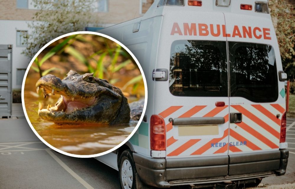 Gigantesco caimán mata a pescador en un estanque: lo arrastró al agua para devorarlo