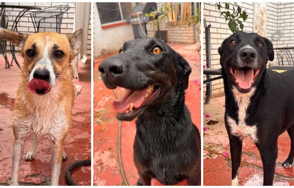 Buscan hogar para tres perritos; su dueño enfrenta una lucha contra el cáncer