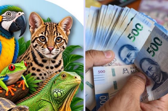 Foto de: Multarán con 5 millones de pesos a quienes hagan estas compras en línea en noviembre