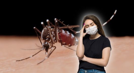No sólo el virus Shamonda: estas son las ENFERMEDADES más graves transmitidas por MOSQUITOS