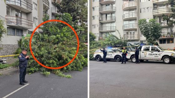 Autobús se sube a la banqueta, derriba un árbol y mata a un hombre en la calle Isabel la Católica