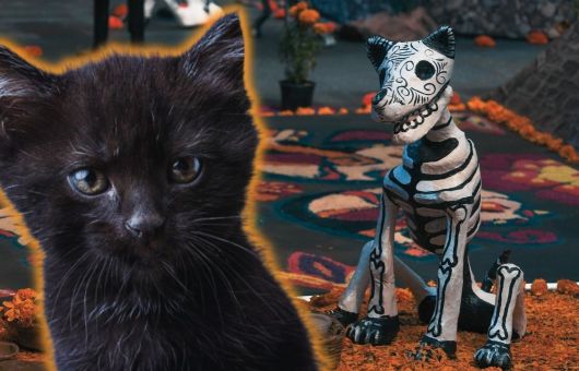 Además de los gatos negros, estos son los animales que corren riesgo en rituales por el Día de Muertos