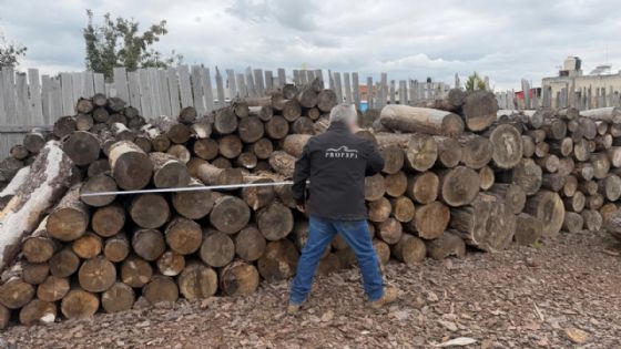 Foto de: Profepa asegura más de 156 metros cúbicos de madera por tala ilegal en el Nevado de Toluca