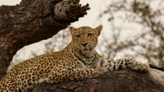 Terror en zoológico: leopardo ataca brutalmente a su cuidadora, una experta con 40 años de trayectoria
