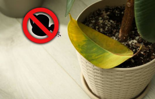 Si tus plantas tienen las hojas amarillas, no las riegues de inmediato: esto recomiendan los expertos