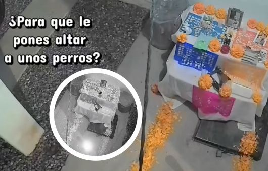 “Sé que fueron ellos”: mujer asegura que sus perritos visitaron su altar y comparte evidencia en VIDEO