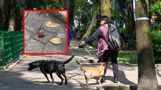 Foto de: Fiscalía de CDMX confirmó uso de pesticida en comida envenenada que dejó 4 perros muertos en Parque España