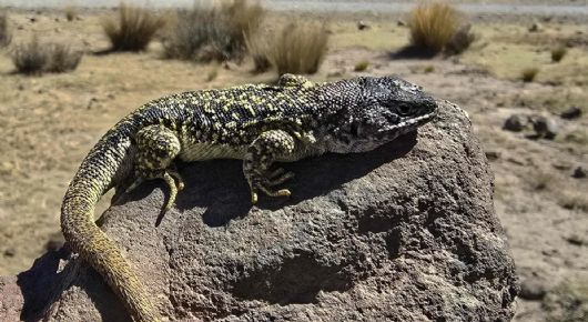 Mide apenas 8 centímetros y vive a más de 4.800 metros: descubrieron una nueva especie de lagartija en Perú