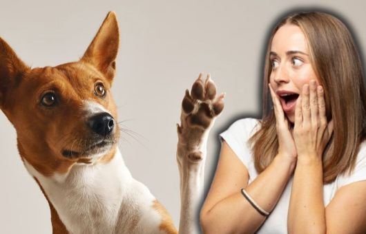 Tu perro puede ser zurdo; veterinaria revela el SECRETO para saber cómo identificarlo