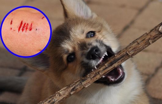 IMSS alerta: una mordedura de perro o gato puede ser más peligrosa de lo que imaginas