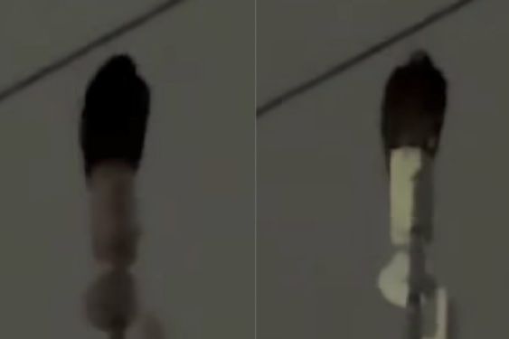 ¿Bruja u hombre pájaro? La verdad sobre la extraña ave captada en Nuevo León en plena madrugada | VIDEO