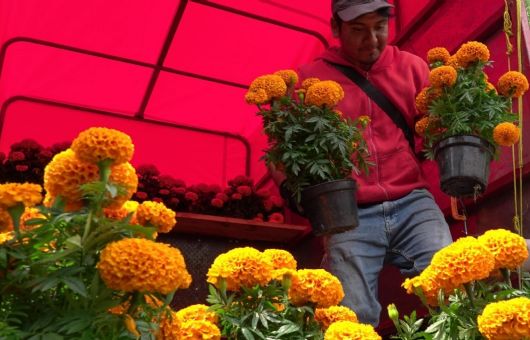 ¿Dónde comprar flores de cempasúchil para Día de Muertos 2026?