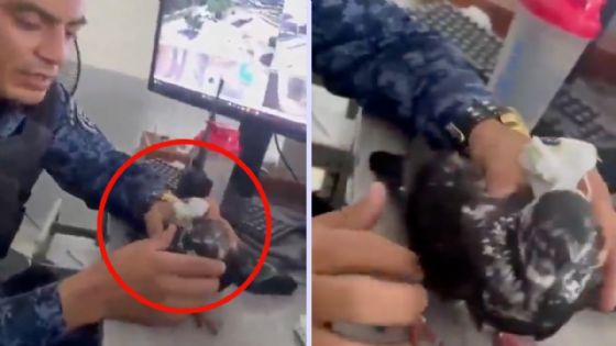 Autoridades descubren y detienen a paloma entrenada para traficar drogas en el techo de una cárcel | VIDEO