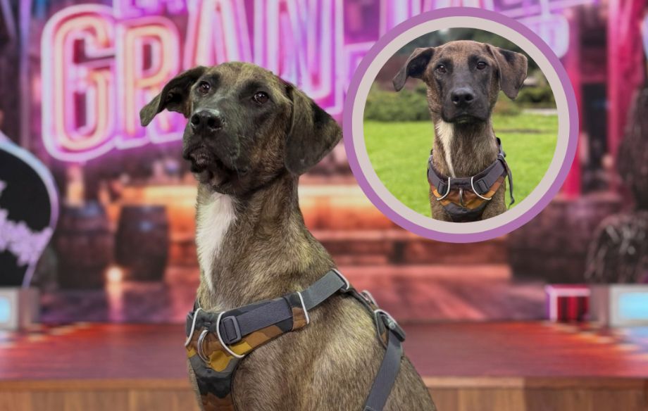 Él es “Tlacoyo”, el perrito rescatado de la calle que conquista en La Granja VIP: “Mi granjero favorito”