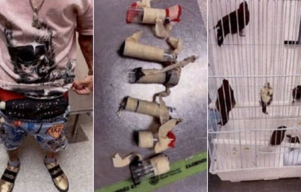 Detectan “bulto inexplicable” en pasajero del aeropuerto: llevaba 10 aves vivas en la ropa interior