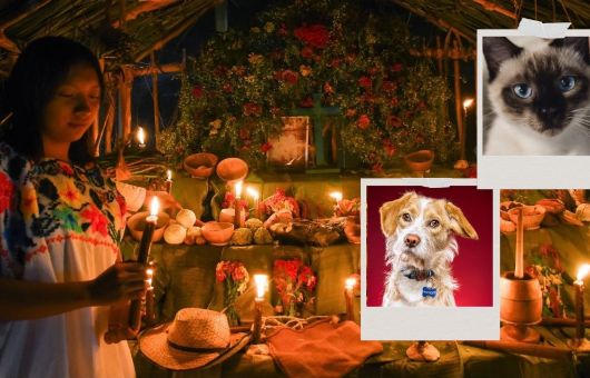 ¿Cuándo se pone la ofrenda para mascotas en 2026?