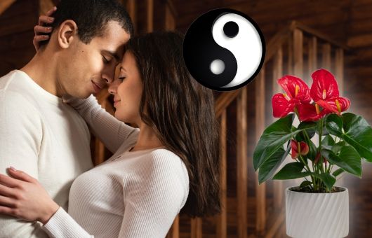 La planta que debes tener en tu habitación para atraer el amor y la pasión, según el Feng Shui