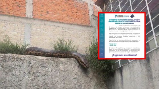 Alertan por escape de serpiente de más de 5 metros; autoridades de Edomex piden no acercarse al reptil