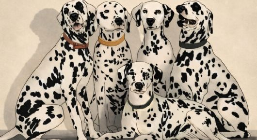 Solo una vista superior al resto puede encontrar al panda escondido entre cinco perros dálmatas en 5 segundos