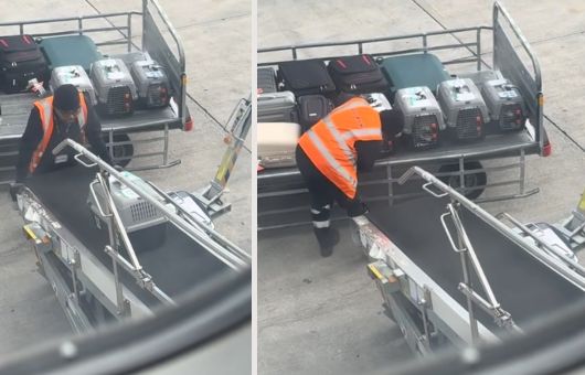 Trabajador de aeropuerto enternece las redes por su trato a un grupo de gatitos viajeros