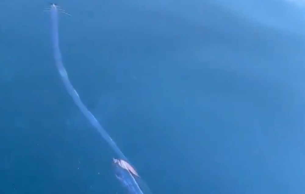 Aparecen los "Pez del juicio final" que alertan sobre una terrible catástrofe mundial: ¿Terremoto o tsunami?