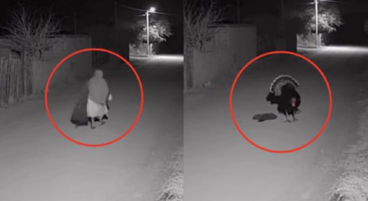 Captan supuesta bruja transformándose en guajolote en Veracruz | VIDEO
