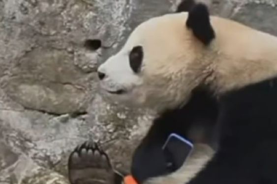 Si lo encuentro es mío: panda se niega a devolver celular a turista: VIDEO