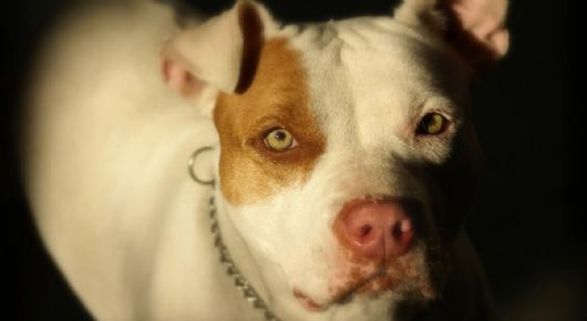 La desgarradora despedida de una madre a su bebé que murió tras ataque de un pitbull: "me duele decirte adiós"