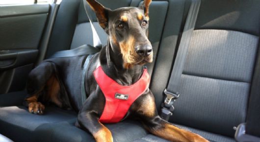 Multa para automovilistas: cuánto debes pagar si viajas con un perro en el auto de forma incorrecta