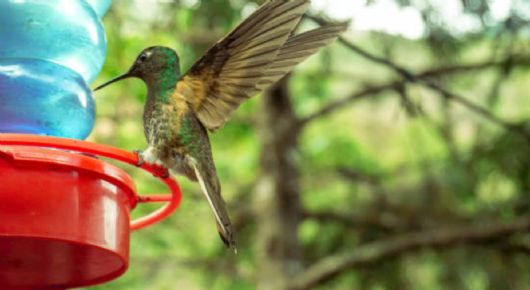 Cómo hacer un bebedero reciclado para colibríes con una botella de plástico