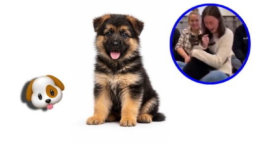 Video viral: perro adopta a su humana y el emotivo momento conquista redes