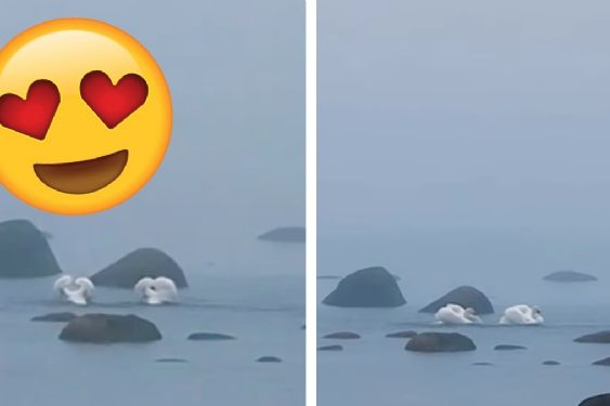 Foto de: "El verdadero Lago de los Cisnes", captan impresionante danza de apareamiento en lago de Finlandia