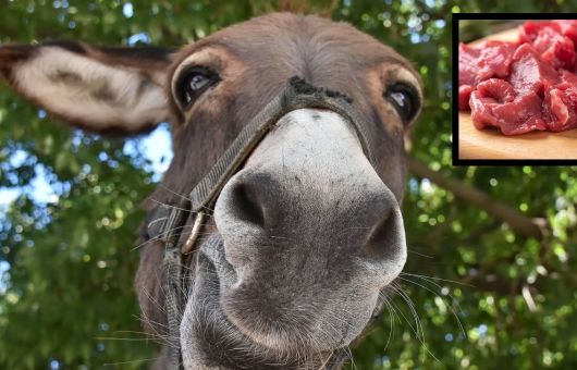 ¿Están vendiendo carne de burro en Argentina? Esto se sabe