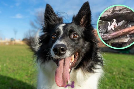 Rescatan a border collie que estaba abandonado en un acantilado | VIDEO