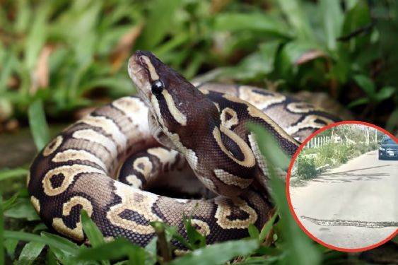 Detienen el tráfico para proteger a enorme BOA que cruzaba calle en Mérida | VIDEO