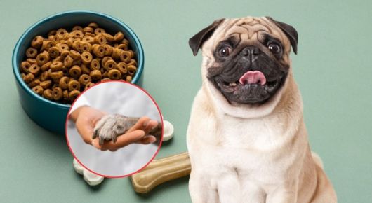 Retiran de forma URGENTE un famoso ALIMENTO PARA PERRO tras relacionarlo con casos de raquitismo
