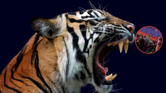 Foto de: Tigre se salta la malla de seguridad en un circo y se avienta sobre el público | VIDEO