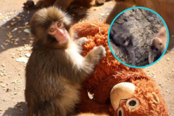 Punch vuelve a demostrar su valentía y participa en un insólito rescate: VIDEO