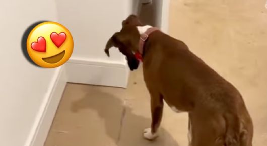 Perro bóxer se vuelve viral al sorprenderse con su propia sombra | VIDEO