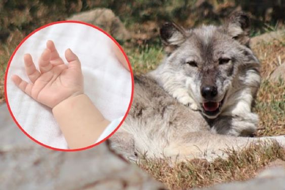Bebé mete la mano en una jaula y es atacado por un lobo; sus padres estaban distraídos en el celular
