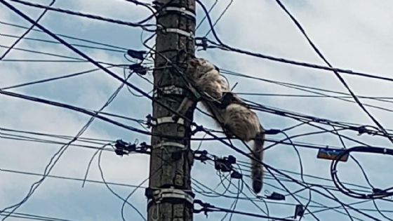 Foto de: Reportan gato atrapado entre cables; vecinos piden ayuda para bajarlo antes de que llueva