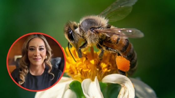 ¿En qué casos puede volverse mortal una picadura de abeja? Oyuki Ramírez murió tras salvar a su hijo de un ataque