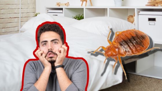 ¿Cómo encontrar el nido de chinches en tu casa y cómo deshacerte de él?