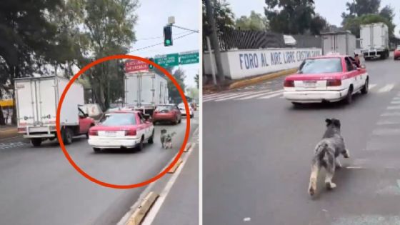 Captan a taxista abandonando a un perro en plena calle en Eduardo Molina | VIDEO