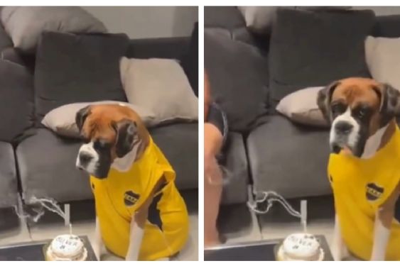 Oliver, el perro bóxer que apagó su vela de cumpleaños y conquistó las redes | VIDEO