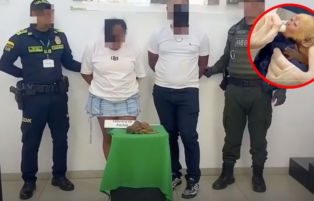 Traficaban monos bebé ocultándolos en su ropa interior, uno murió asfixiado: VIDEO