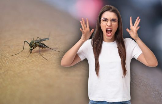 Cómo eliminar los MOSQUITOS de la casa, según los expertos en salud