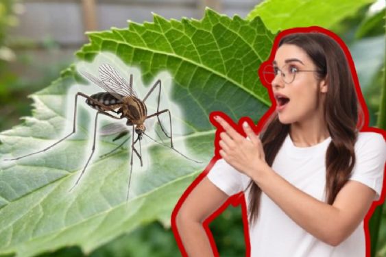 Plantas que ayudan a repeler mosquitos de forma natural y cómo usarlas en casa