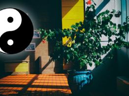 Las 3 plantas que ayudan a atraer abundancia desde la entrada del hogar según el Feng Shui