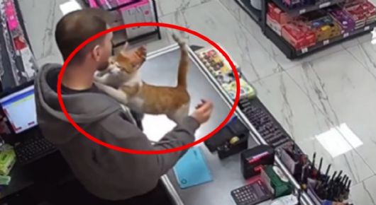 Gatita es rescatada de morir y su reacción enternece las redes sociales; visita a dueño de tienda para abrazarlo | VIDEO